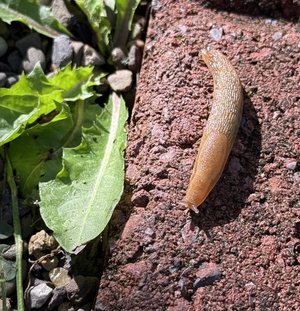 A slug on a sidewalk